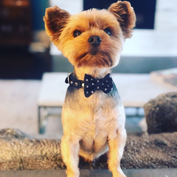 Meet your Posher, Sanaz + Spike the Yorkie! ❤️ - Picture 3 of 15